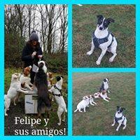 FELIPE FELIPE
