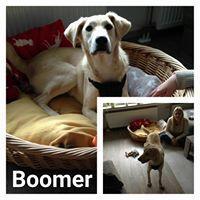BOOMER BOOMER