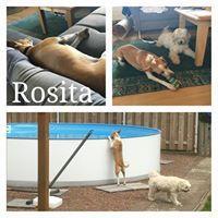 ROSITA ROSITA