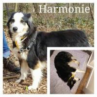 HARMONIE HARMONIE