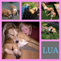 LUA LUA