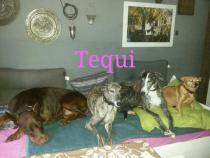 TEQUI TEQUI