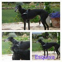 ESQUIVA ESQUIVA