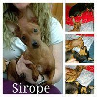 SIROPE SIROPE