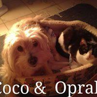 FLUFFY (COCO 2) FLUFFY (COCO 2)