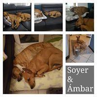 AMBAR AMBAR