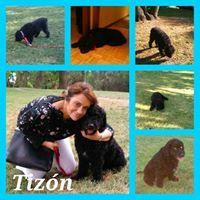 TIZON TIZON