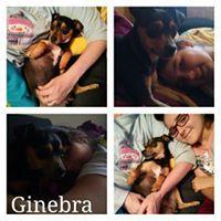 GINEBRA GINEBRA