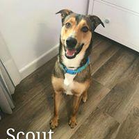 SCOUT SCOUT