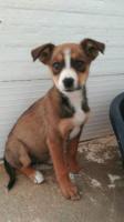 SHASTA SHASTA