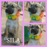 SILA SILA
