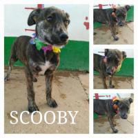 SCOOBY SCOOBY