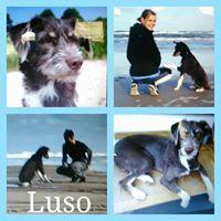 LUSO LUSO