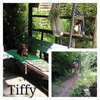 TIFFY TIFFY