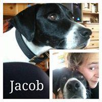 JACOB JACOB