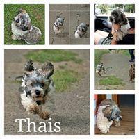 THAIS THAIS