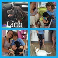 LINO LINO