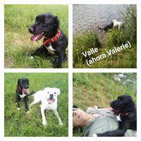 VALLE VALLE