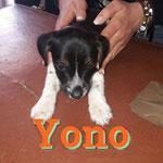 YONO YONO