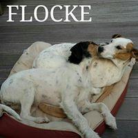 FLOCKE FLOCKE
