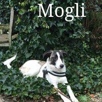 MOGLI MOGLI