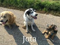 JOTA JOTA