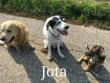 JOTA