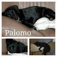 PALOMO PALOMO