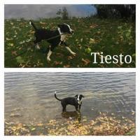 TIESTO TIESTO