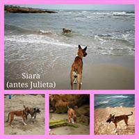 JULIETA JULIETA