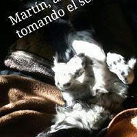 MARTIN MARTIN