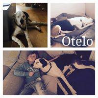 OTELO (NIEBLA) OTELO (NIEBLA)