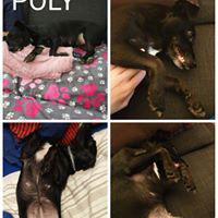 POLY POLY