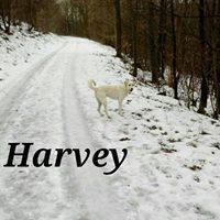 HARVEY HARVEY