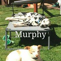 MURFY MURFY