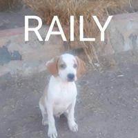 RAILY RAILY