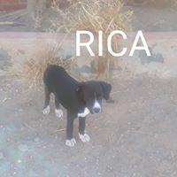 RICA RICA