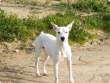 Curro