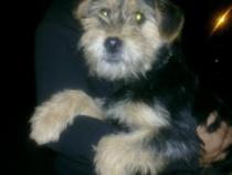 Rufo Rufo