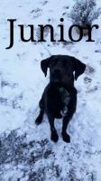 JUNIOR JUNIOR