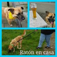 RATÓN RATÓN