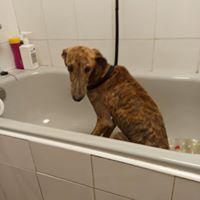 ‼️ NUESTRO REFUGIO NO PUEDE ACOGER MÁS PERROS HASTA FINALES DE JULIO ‼️