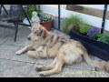 Perros de la Protectora de Ayamonte adoptados en Alemania