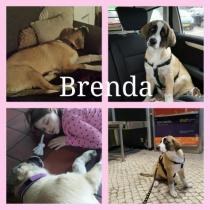 BRENDA