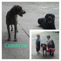 CAMARÓN