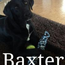 BAXTER