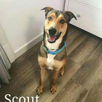 SCOUT