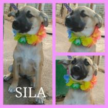 SILA