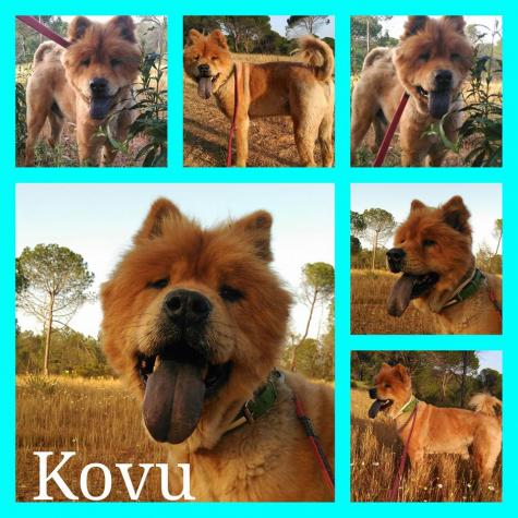 KOVU