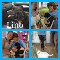 LINO